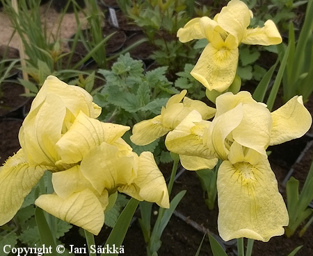 Iris bloudowii, rikkikurjenmiekka